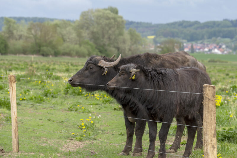 Ausgleichsmaßnahme A 49: Wasserbüffel bei Amöneburg aufgeweidet