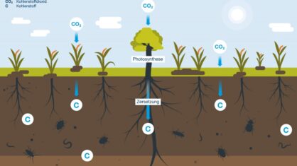 Eine Infografik erklärt, wie durch Photosynthese C02 zu Kohlenstoff umgewandelt und im Boden gespeichert wird.